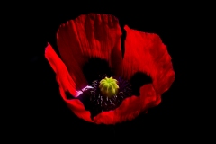 Bloem-3