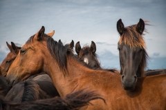 Paarden